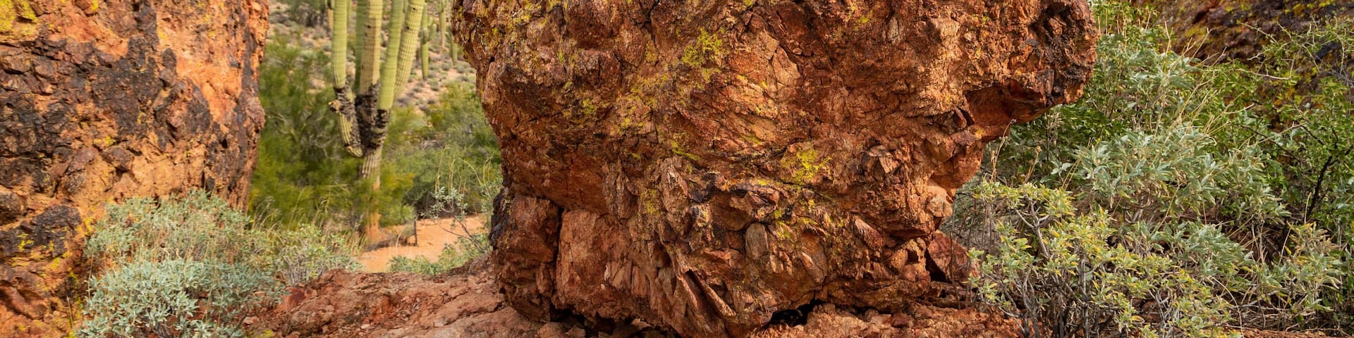 Fountain Hills Botanical Garden