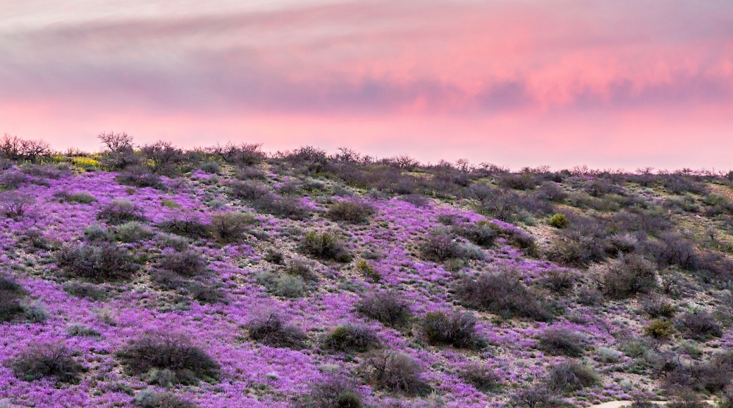 ラウンド マウンテン パーク