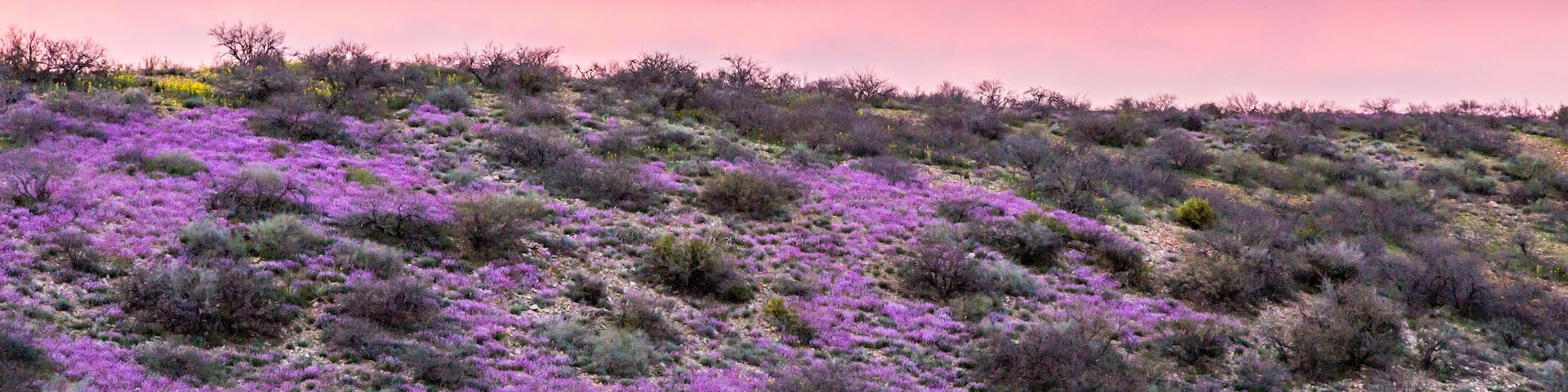 USA, Arizona, Globe, Round Mountain Park, Sunset on desert super bloom.