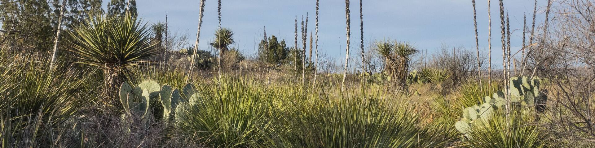 Living Desert Zoo and Gardens