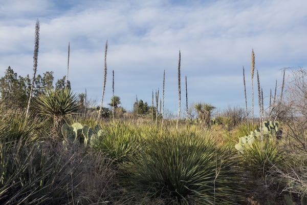 Living Desert Zoo and Gardens