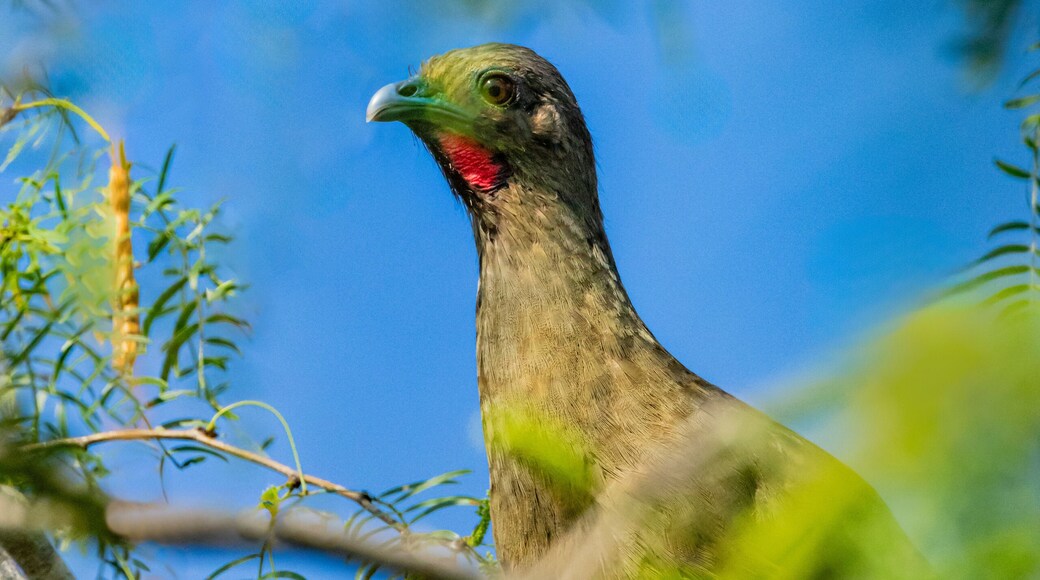 USA, Texas, Hidalgo County. Edinburg Scenic Wetlands and World Birding Center, plain chachalaca perched in mesquite tree.