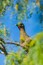 A bird perched on a branch with a clear blue sky in the background.