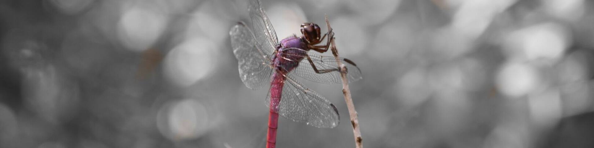 A dragonfly perched on a twig.