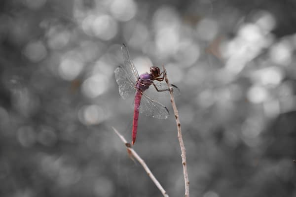 A dragonfly perched on a twig.