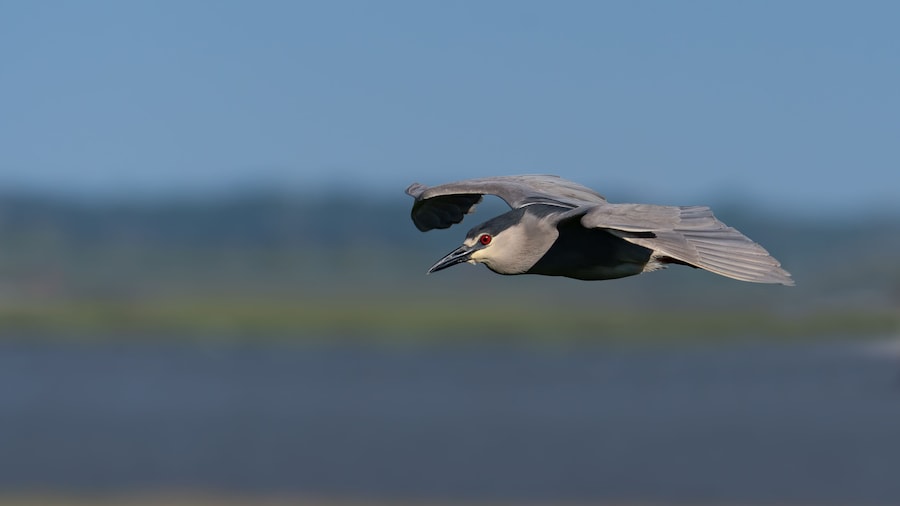 Great Egg Harbor Bay