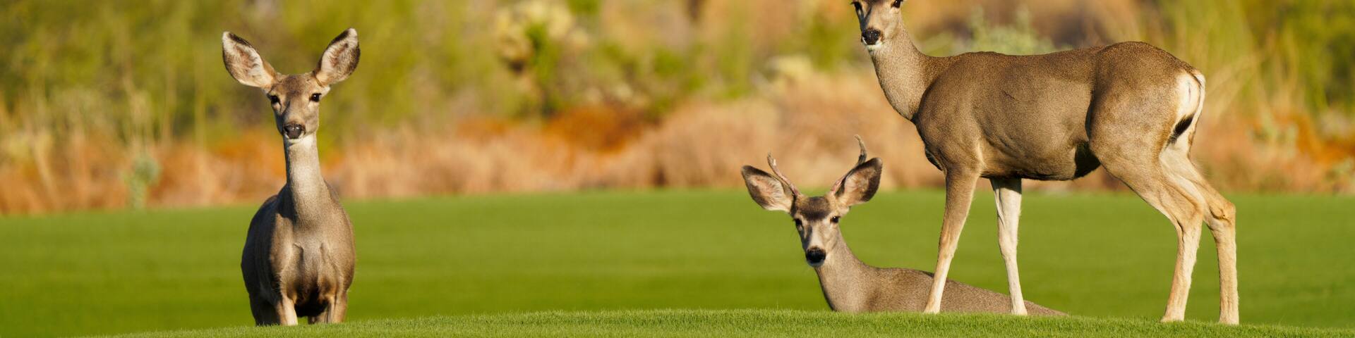 Mule Deer or Black-tailed deer family