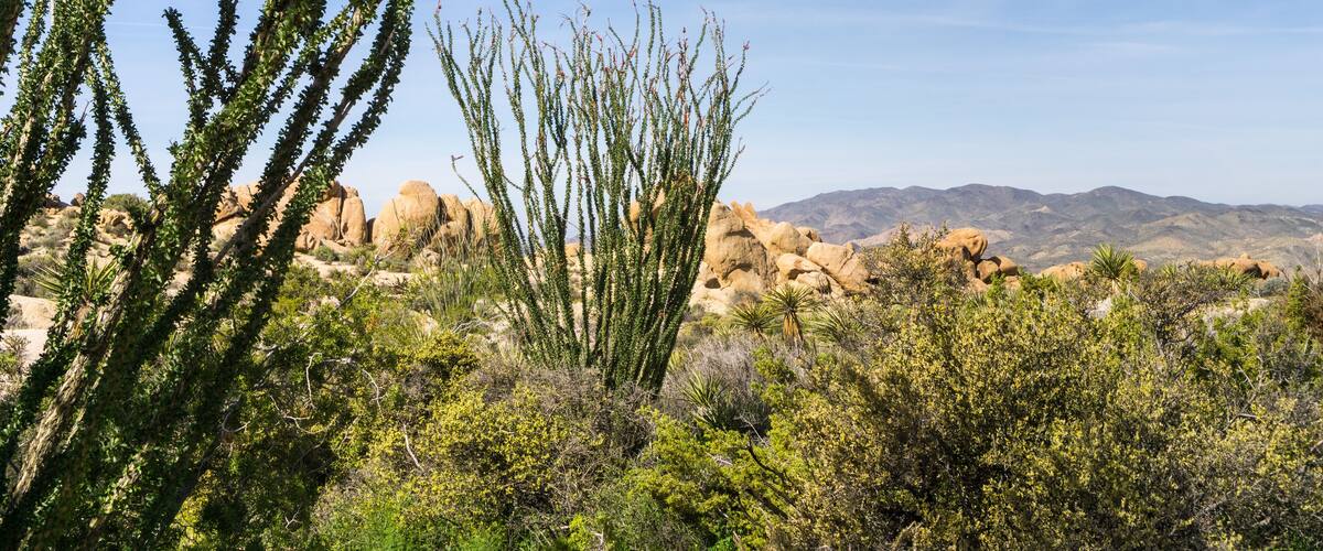 Ocotillo (Fouquieria splendens) plants, Joshua Tree National Park, California