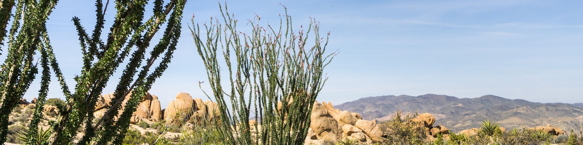 Ocotillo (Fouquieria splendens) plants, Joshua Tree National Park, California