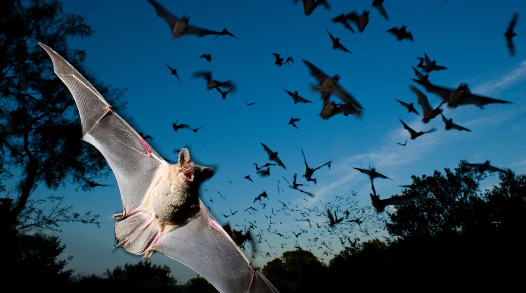 에커트 제임스 리버 박쥐 동굴 보호구역