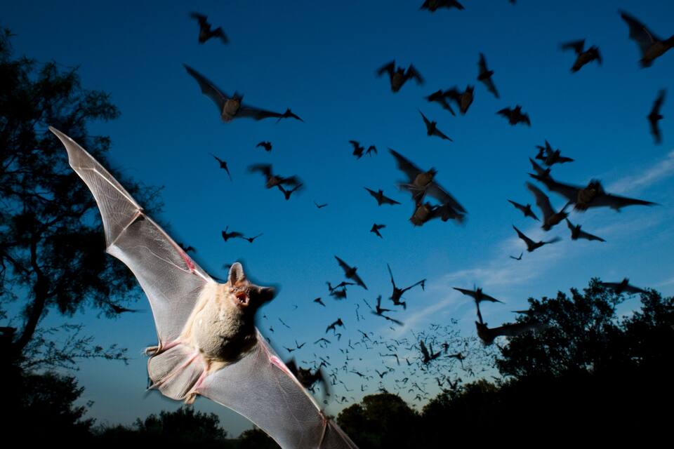 A bat flying with a flock of bats in the background.