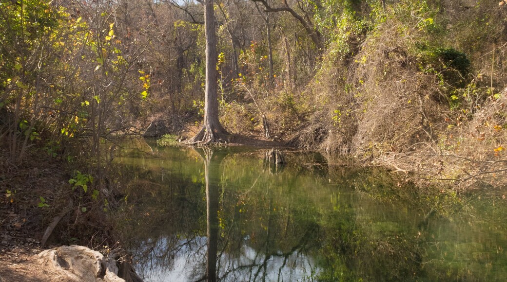 trees showing that it is winter time