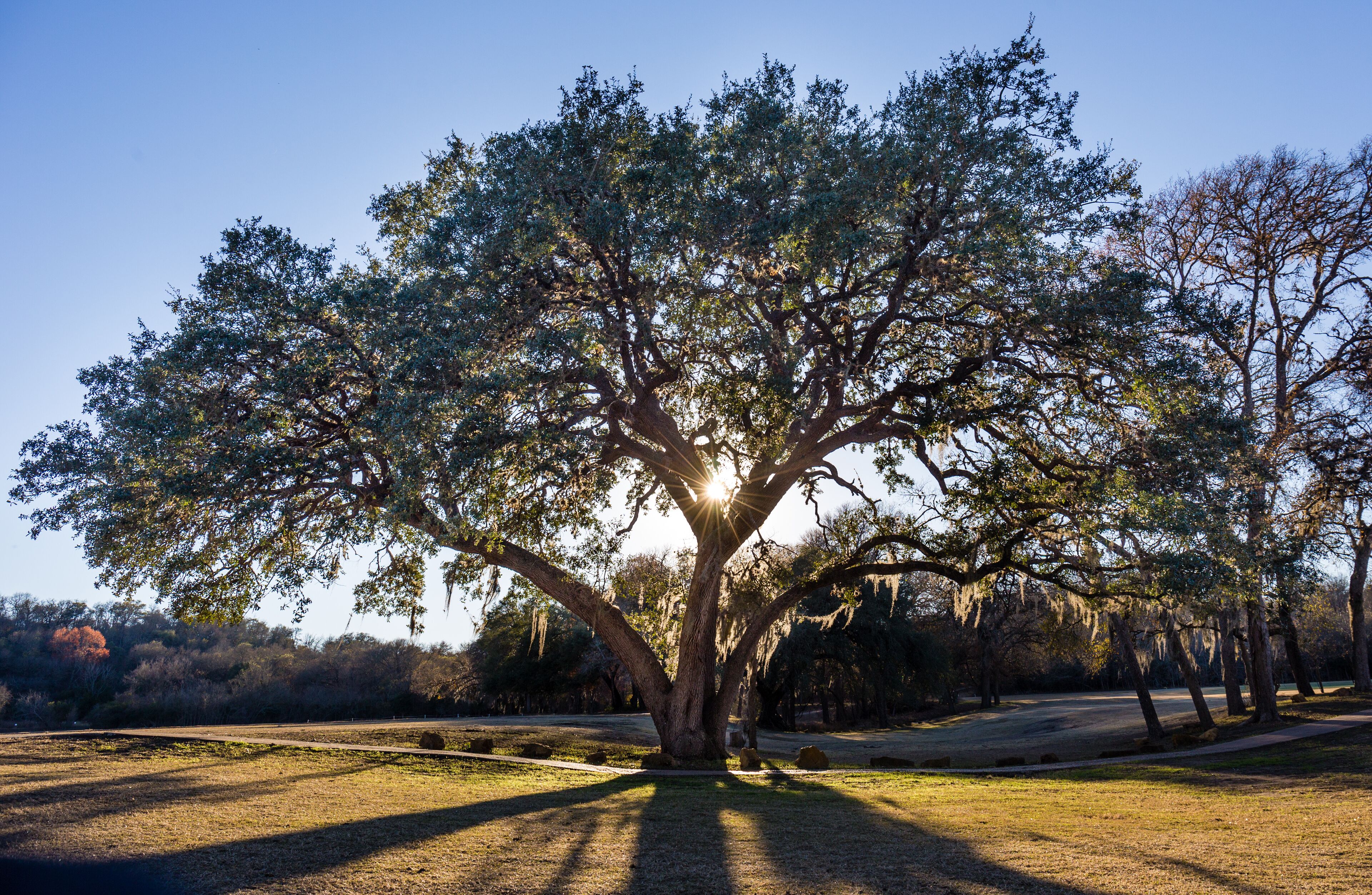 Big Old Oak
