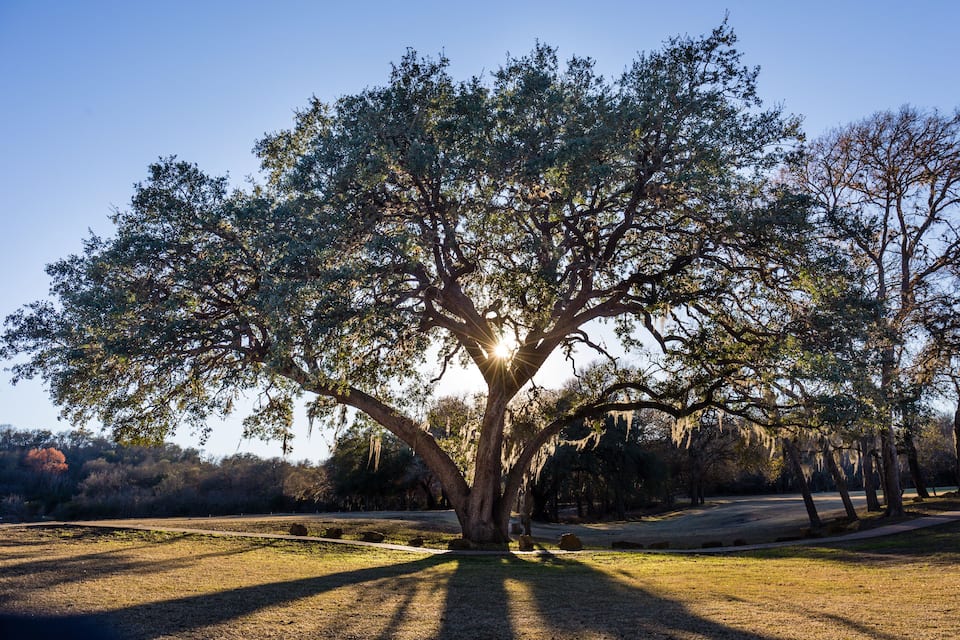 Un árbol grande con un dosel frondoso y la luz del sol filtrándose entre sus ramas.