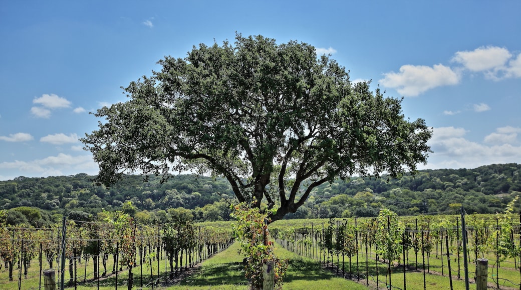 テキサス ヒルズ葡萄園