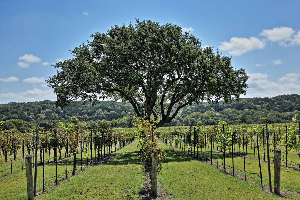 A vineyard with rows of grapevines and a large tree in the center.