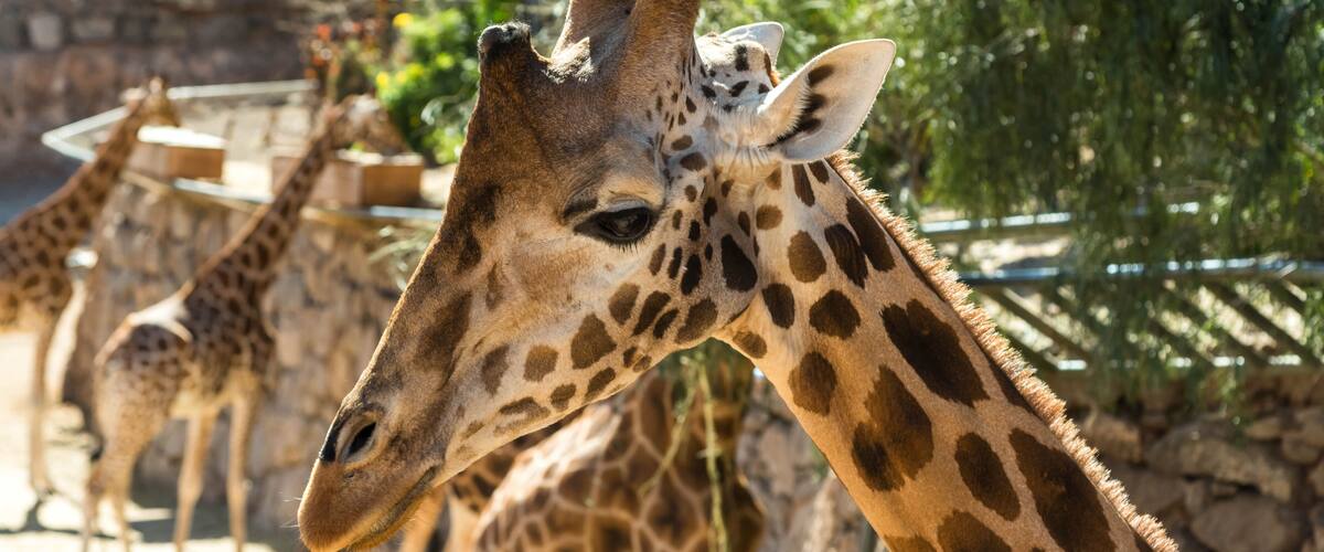 Giraffes at the zoo in Fuerteventura. Oasis Wildlife