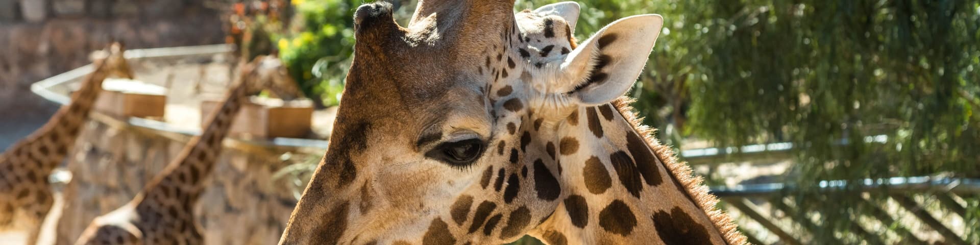 Giraffes at the zoo in Fuerteventura. Oasis Wildlife