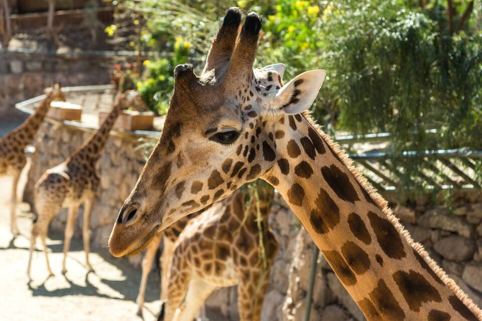 A giraffe with a patterned coat standing in a zoo enclosure.