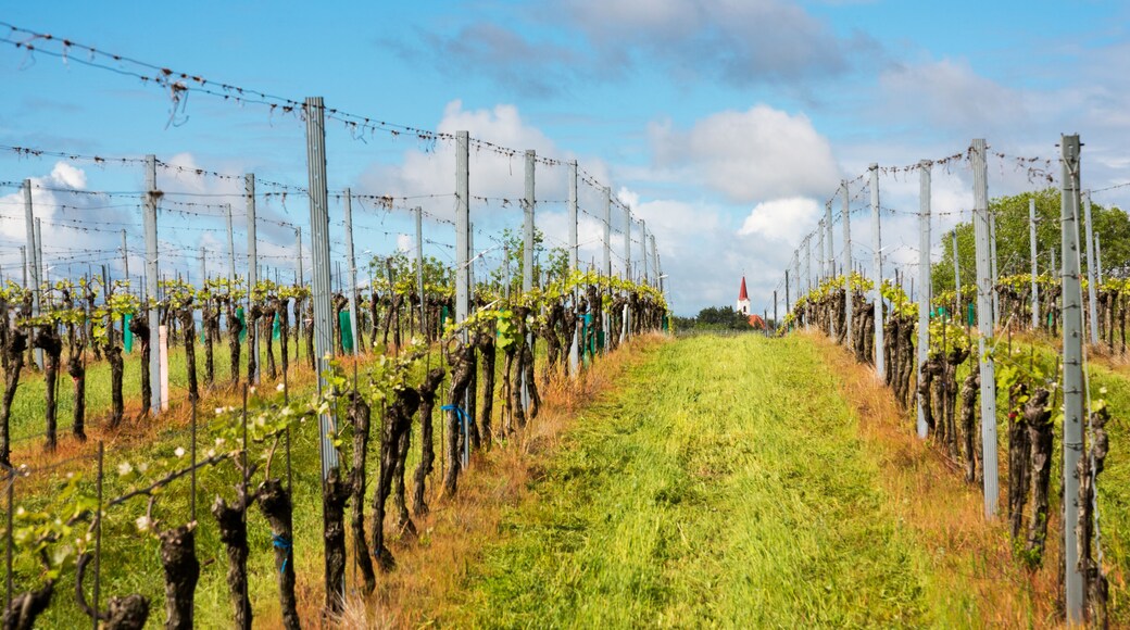 Bodega de vino Bell Springs