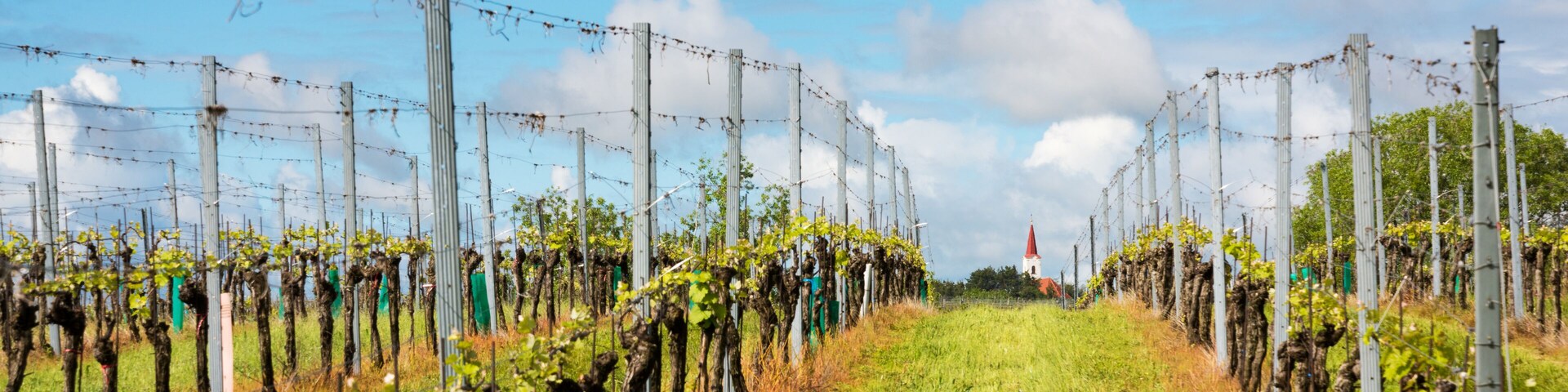 Rural landscape with vineyards and church in early spring
