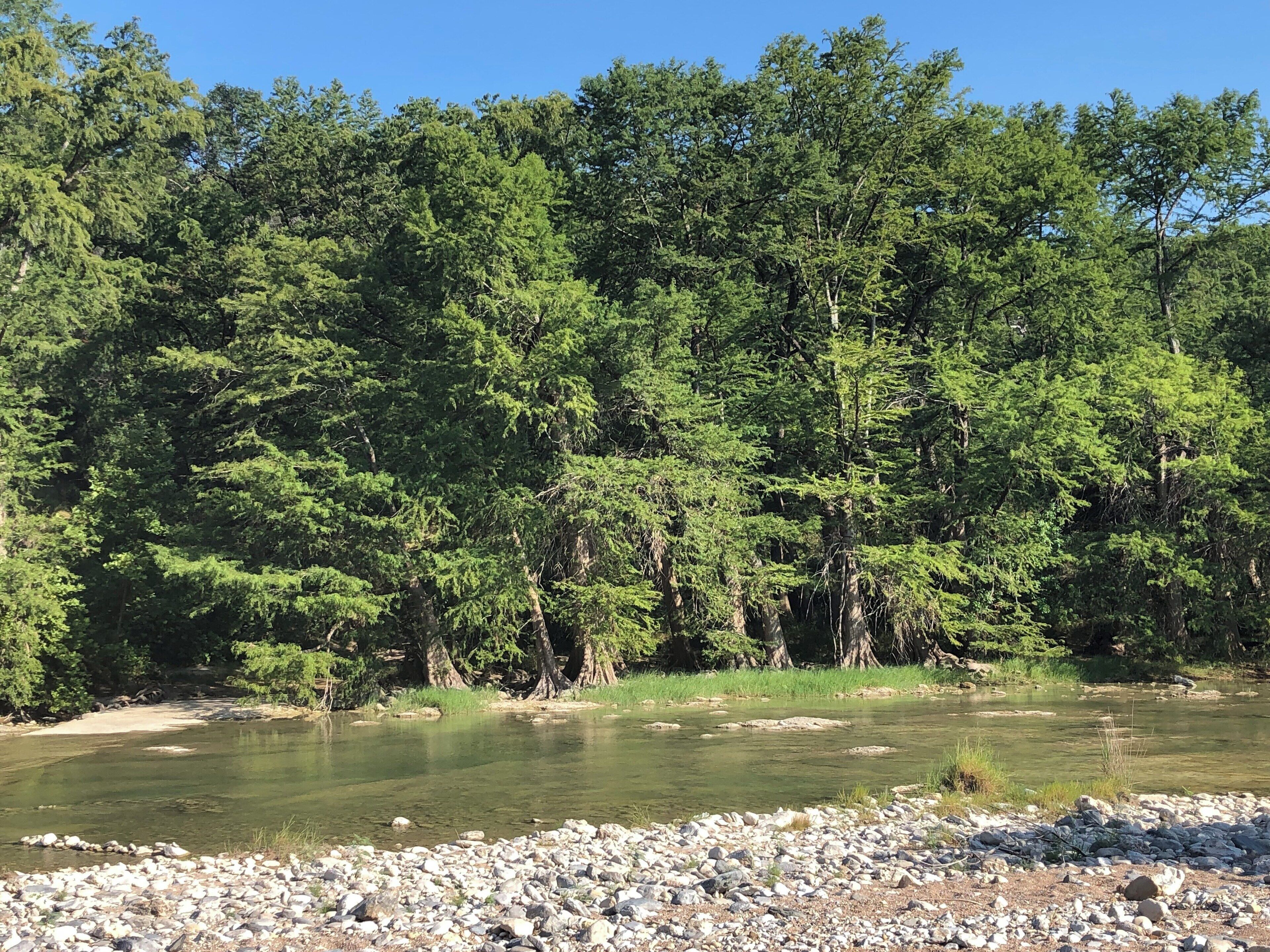 Amazing view of the trees at the edge of the Pedernales River.