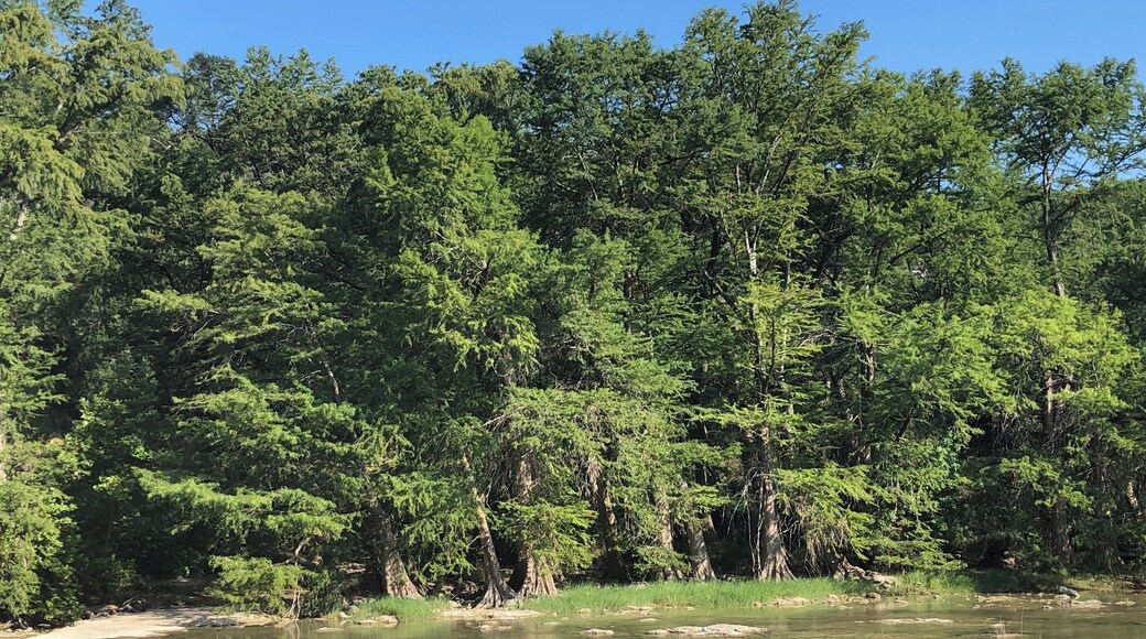 Amazing view of the trees at the edge of the Pedernales River.