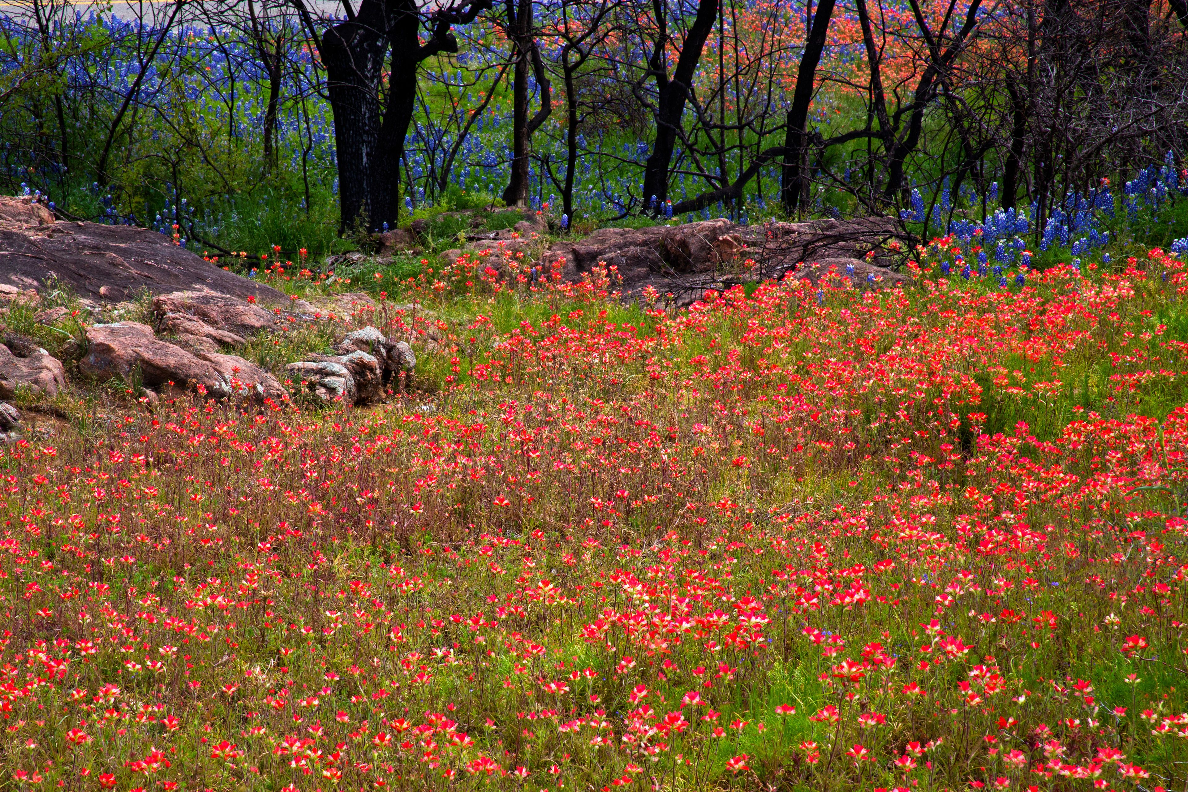 A field of red flowers with scattered rocks and trees in the background.