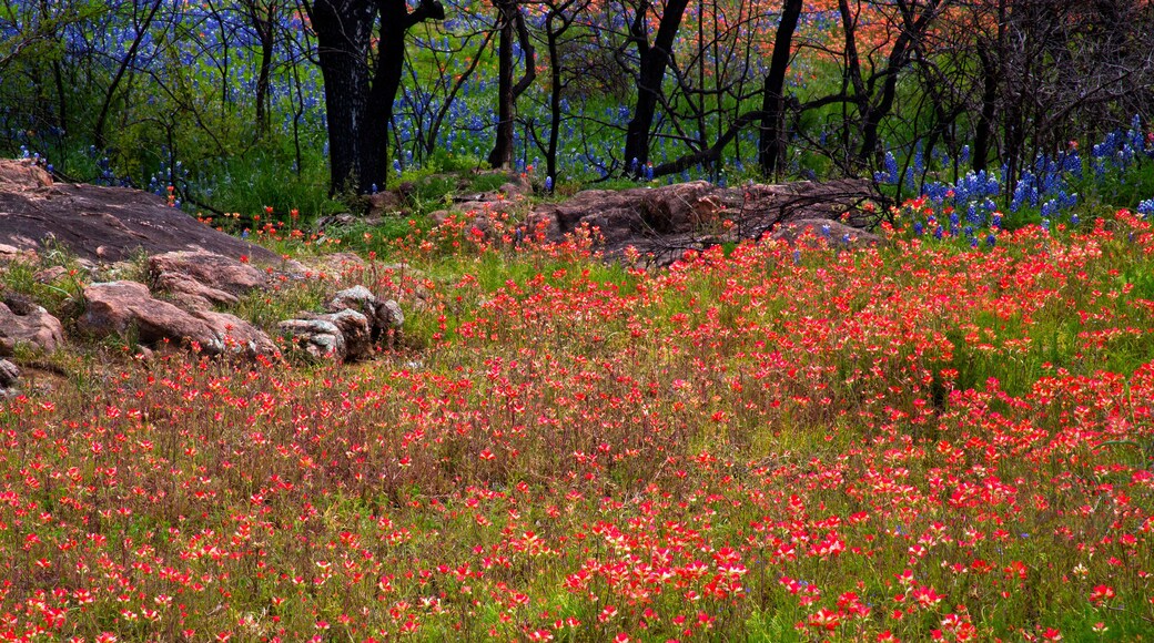 A field of red flowers with scattered rocks and trees in the background.