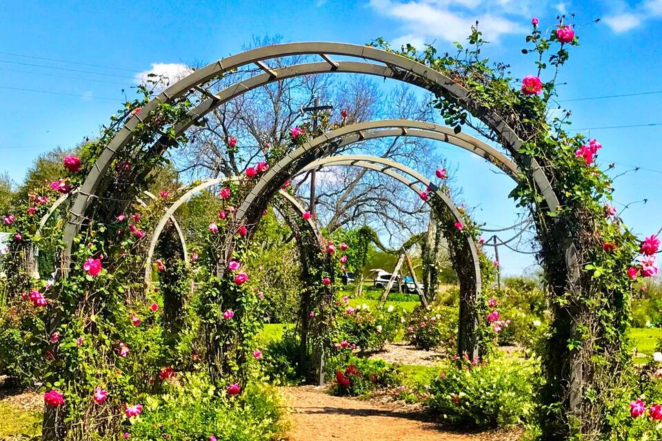 Un jardin avec un sentier bordé d’arceaux recouverts de roses roses.