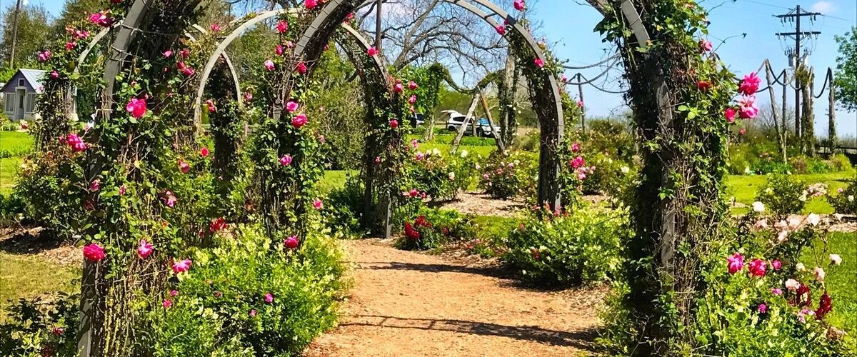 Beautiful day to enjoy the Rose Emporium.