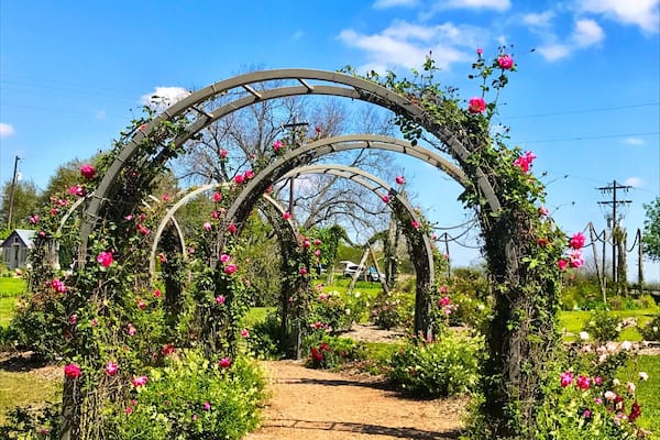 A garden with a metal archway covered in pink roses.