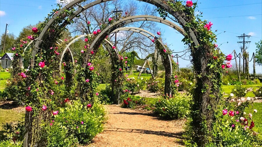 Beautiful day to enjoy the Rose Emporium.
