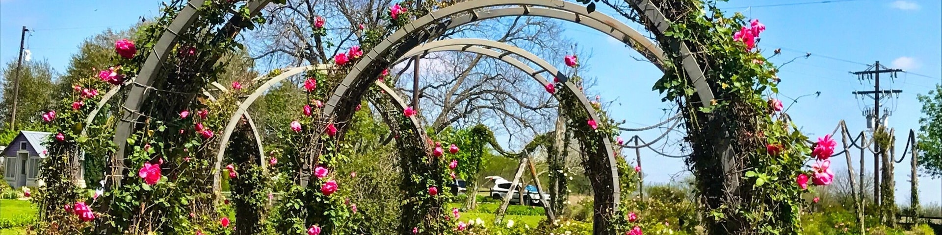 Beautiful day to enjoy the Rose Emporium.