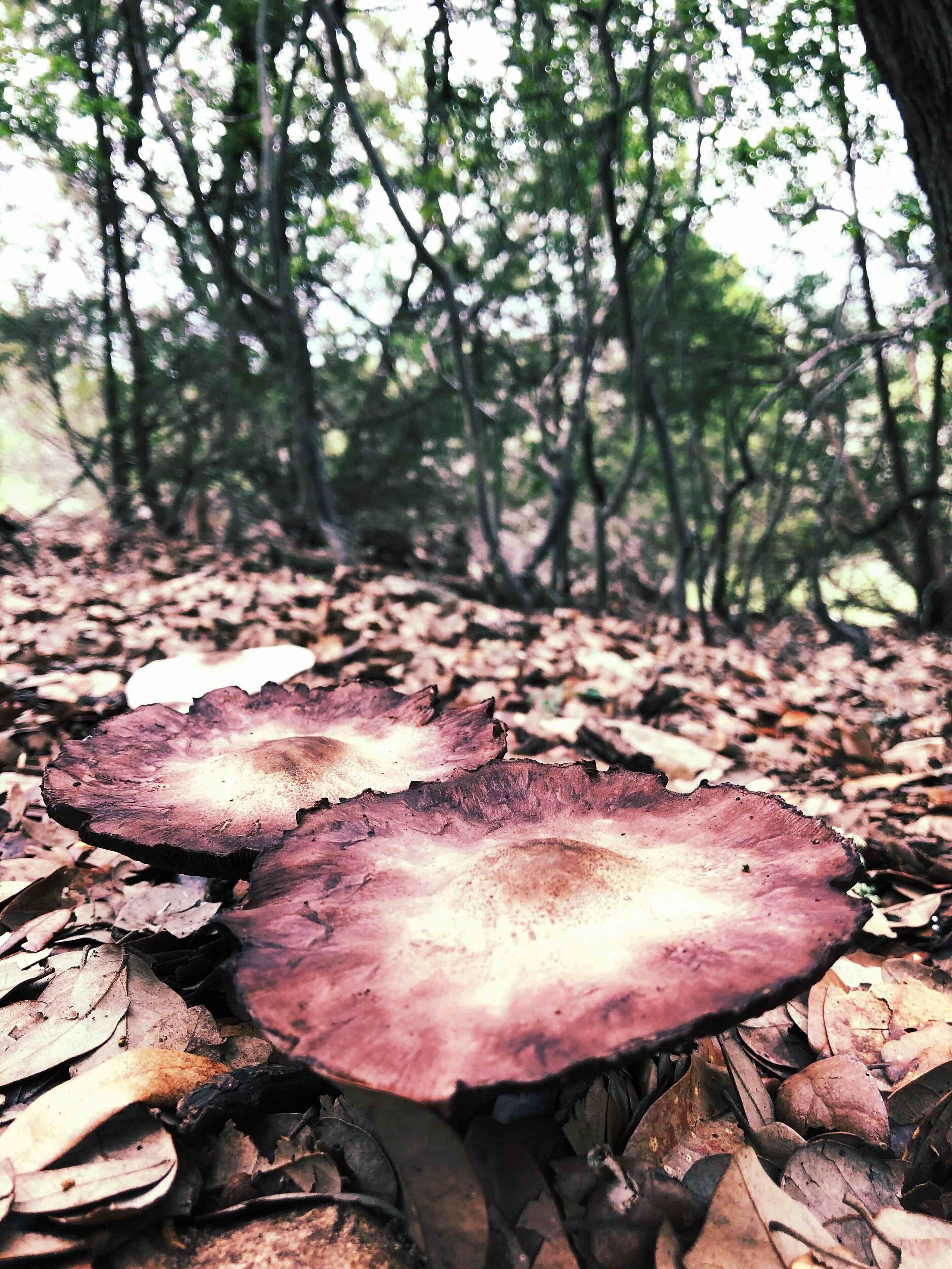 The perks of watching where you step in Texas.  Instead of snakes, we stumbled upon these photo worthy gems. #nature #stateparkhiking