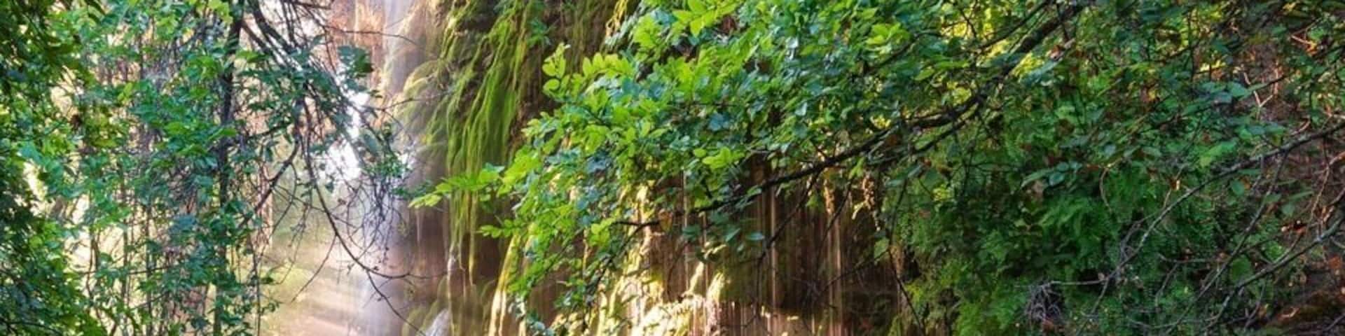 Gorman Falls in morning light.