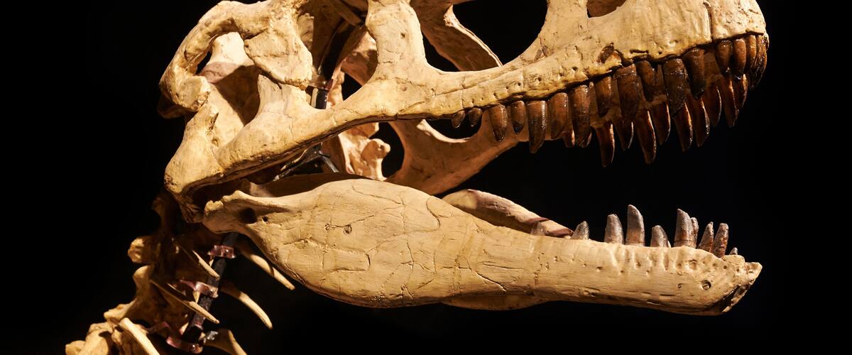 Excavating dinosaur fossils