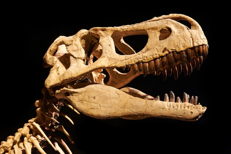 A dinosaur skull with visible teeth and a long jaw.