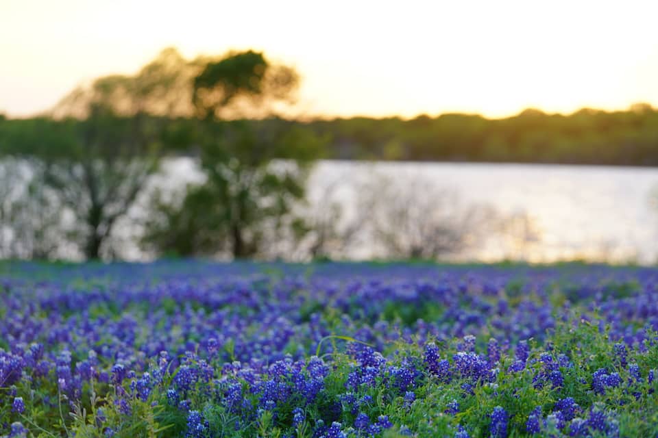 A field of blue flowers at sunset with a tree line in the background.