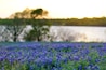 Bluebonnet Park
