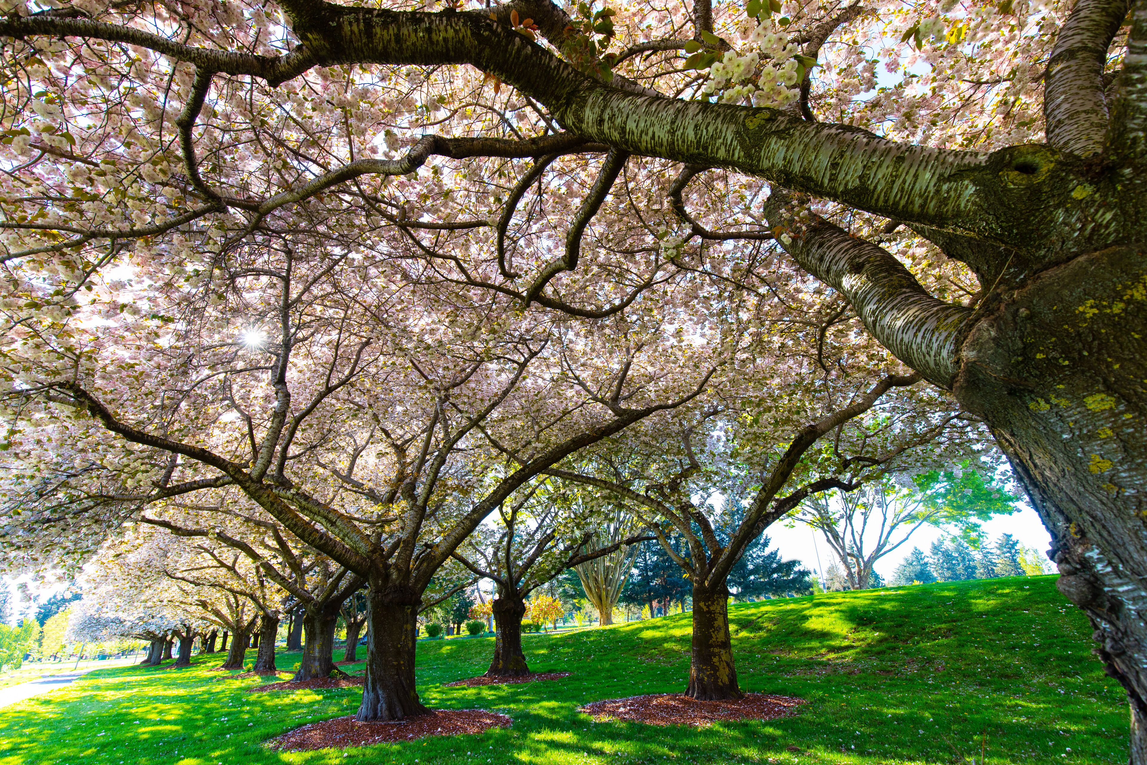 Beautiful Cherry Blossom Trees at Clark Community College in Vancouver WA