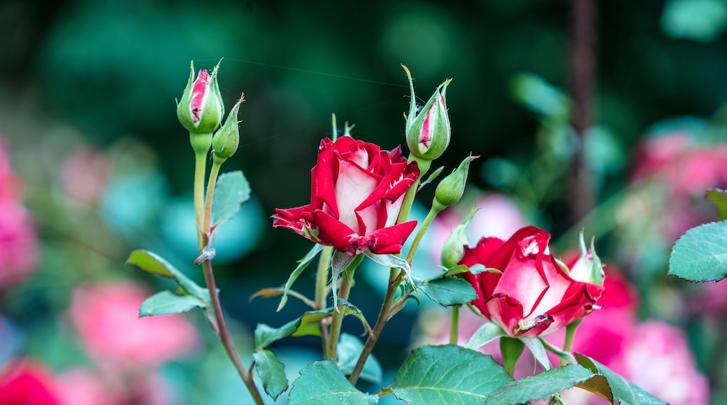 파머스 브랜치의 로즈 가든