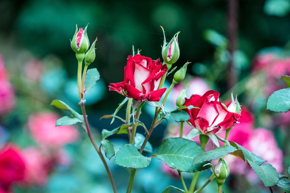 Red roses in full bloom with green leaves and buds, set against a blurred background of pink flowers.