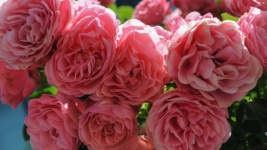 Rose rosa,
Bienenfreundliche Beetrose