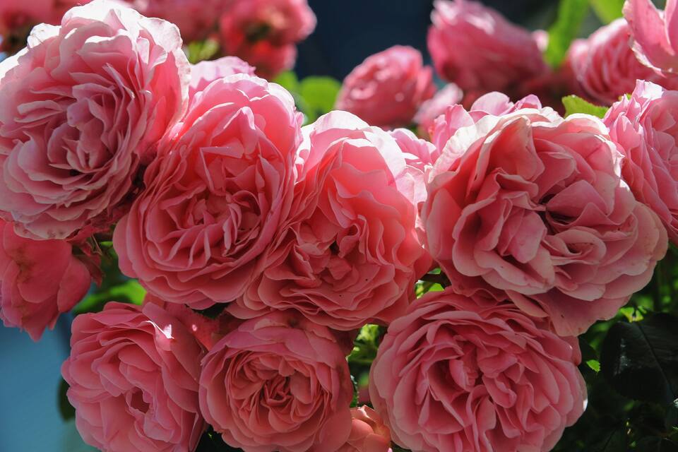 A cluster of pink roses in full bloom.