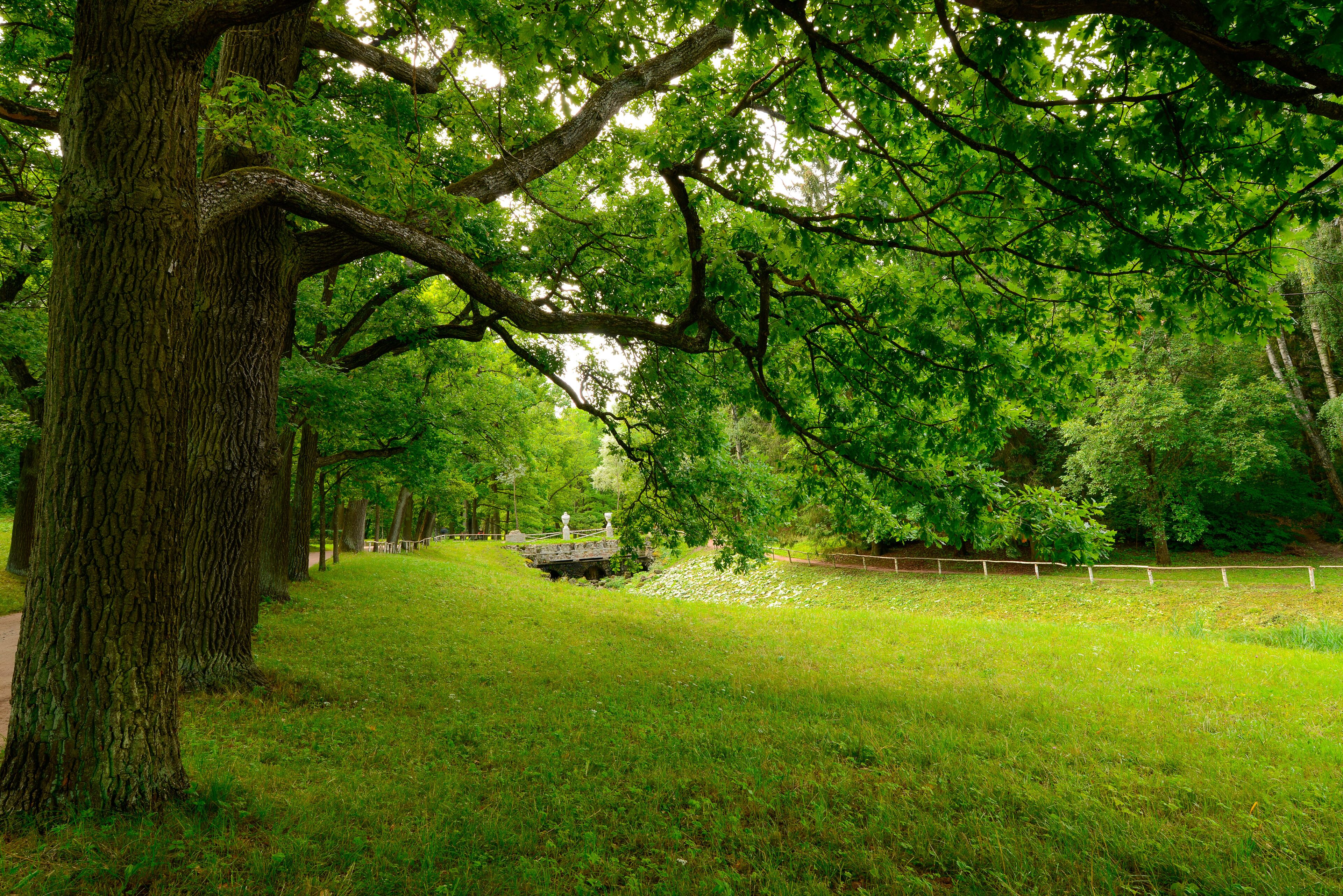 Oak alley, a green lawn, a field of grass and an ancient bridge in distance. Natural landscape with oak trees. Oak grove, Pavlovsky Park