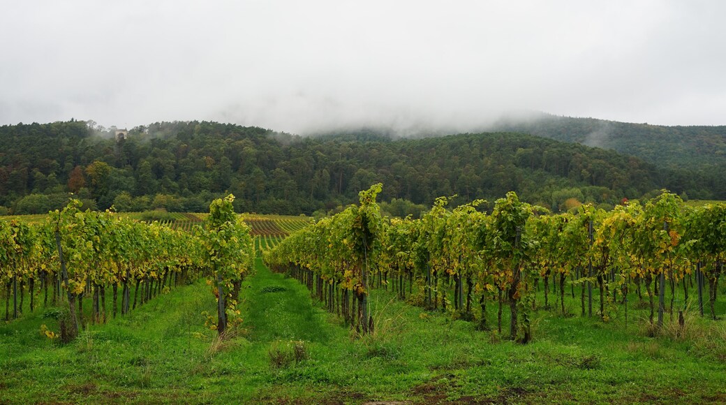 Eden Hill Farm & Vineyard