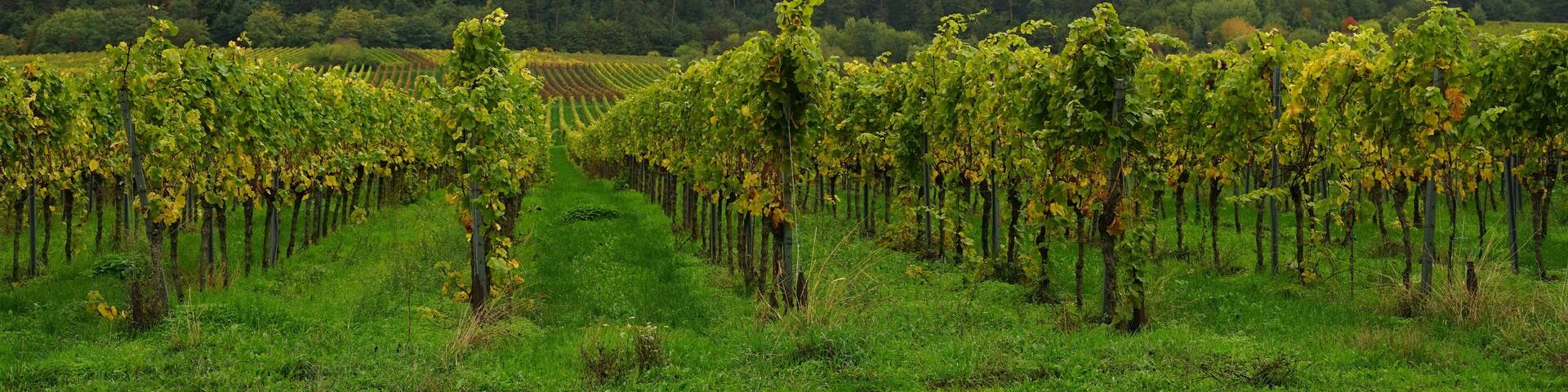 Weinberge in Edenkoben mit Blick auf den Pfälzerwald