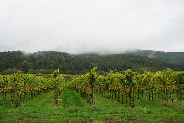 Weinberge in Edenkoben mit Blick auf den Pfälzerwald