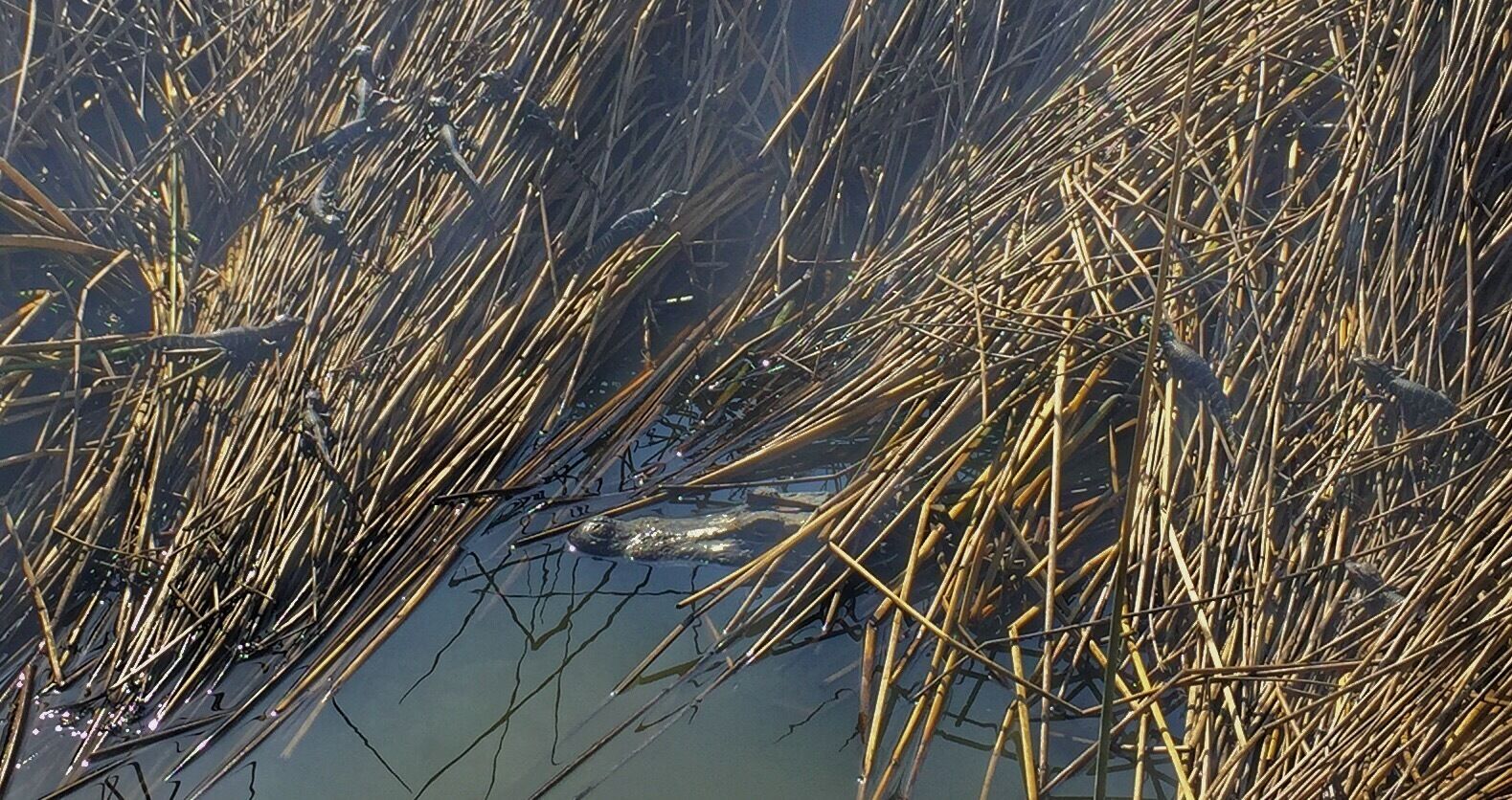 Alligator and lots of babies.